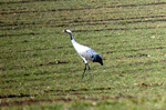 DSC_0637_Kopie_A_Moos_Aussc.gif